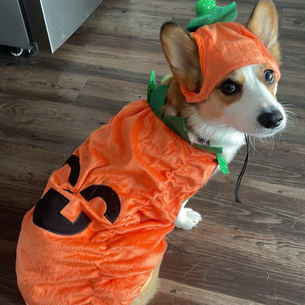 Dog Halloween Costume